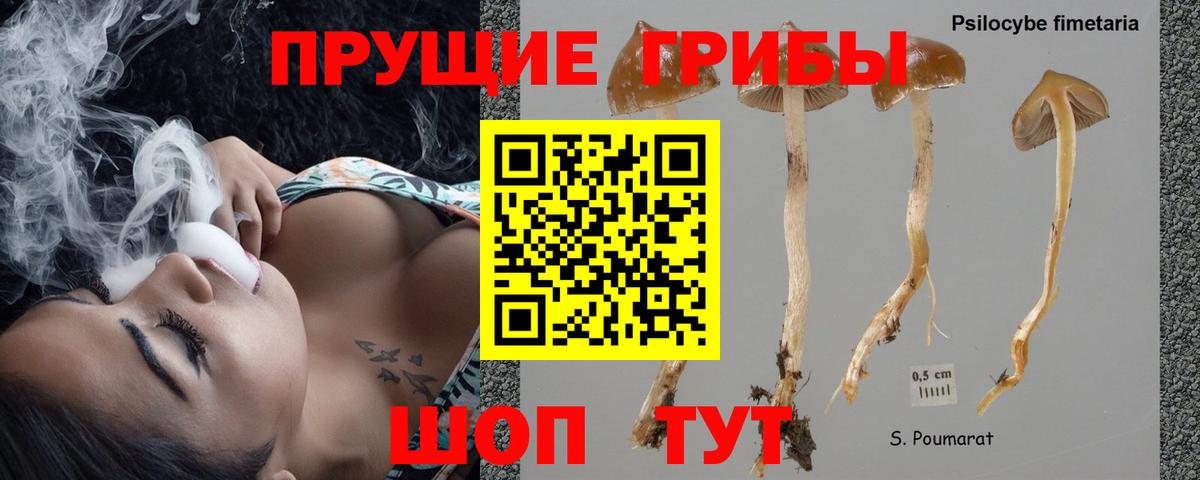 где найти наркотики  Галлюциногенные грибы MAGIC MUSHROOMS  Вход с VPN  Вышний Волочёк 